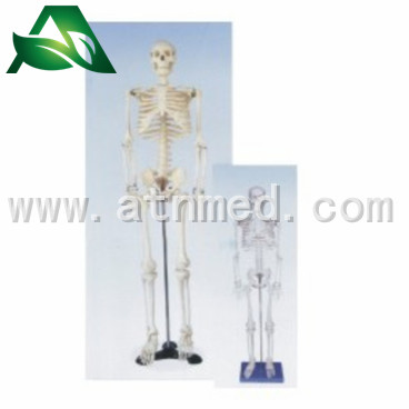 AT- LB 011 skeleton